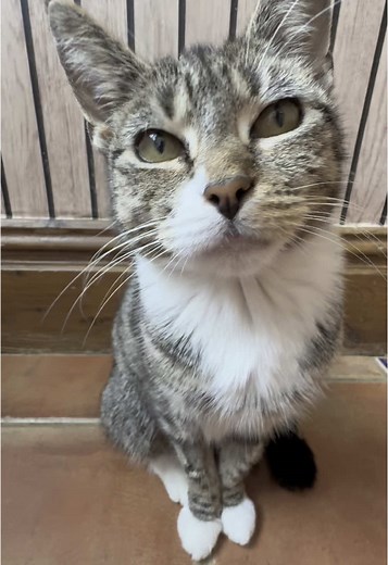 Cute Cat Sounds That Will Melt Your Heart
