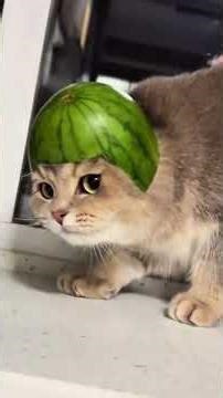 Funniest Cats You’ll Ever See 😹 | Ultimate Cat Compilation