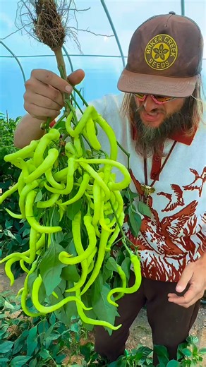 Long, thin, and oh so sweet, Corbaci pepper is super productive and super for frying and fresh eating! Free shipping on every order! 🚛 | Baker Creek Seeds