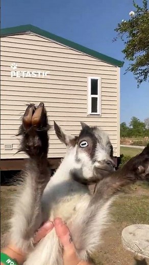 Baby Goat Enjoys the Sweetest Playtime Ever
