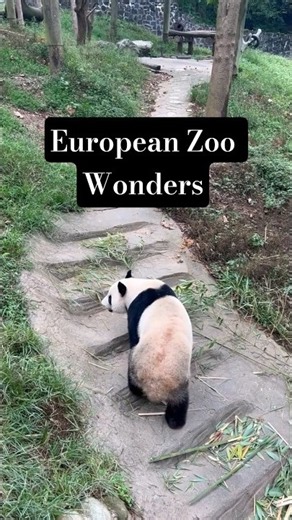 5 Most Beautiful Zoos in Europe #traveleurope #trendingshorts