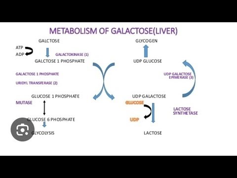 GALACTOSE METABOLISM/BIOCHEMISTRY/FULL LECTURES