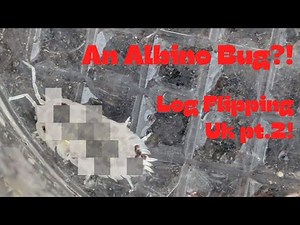 I Found an Albino Bug!! Log Flipping UK