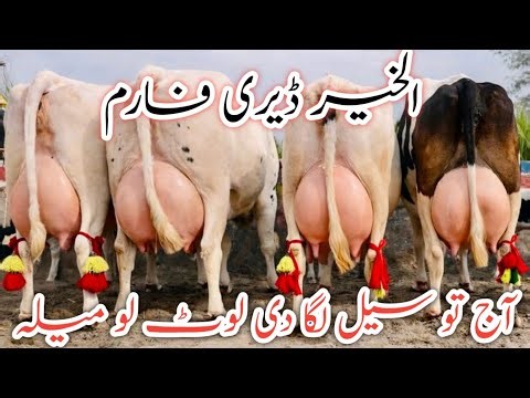 Alkhair Dairy Farm | Pakistan’s Top 🔝 5 cows | Best cows ever