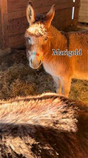 Marigold is one of the mini donkeys that help protect the goats on the farm in her role of livestock guardian. Did you know that donkeys when paired with another donkey friend can make a pretty good guardian team for livestock? Not only will her loud bray alert me of a predator in the back pasture she will also make sure I always know when it's 4PM. That's when she expects a "farm door dash" delivery of warm water, hay, and perhaps a peppermint treat. She is calm, calculated, and has the softest