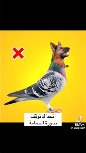 تحدي الـ 1% فقط: هل يمكنك إيقاف الشاشة عند رأس الحمامة الحقيقي؟