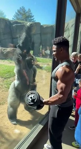Muscle Showdown: Man vs Gorilla! 💪🦍 #fitnesschallenge #gorilla #musclepower