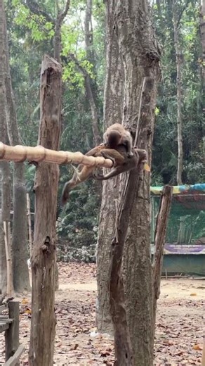 "The monkey is having a playful time, swinging and enjoying itself!"