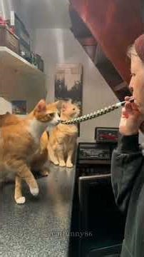 Funny Cat Prank at Home 😂 | Cute Cat Reaction Compilation