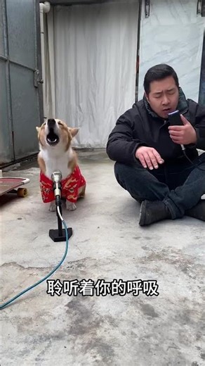 Have you ever heard the dog-human chorus of Good Morning Longhui? It’s god-level!#pets #funny #cute