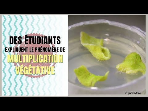 Les super-pouvoirs des plantes : la multiplication végétative