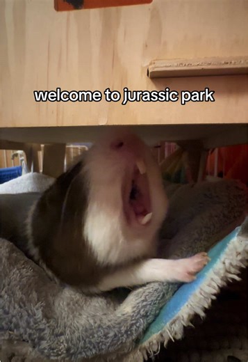 Funny Guinea Pig Yawning - Jurassic Park Welcome