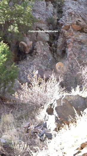More big horn ram action! #Bighorn #wildlifephotography #coloradoadventures #Colorado #bighornsheep #ram #wildlife | Colorado Adventures