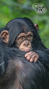 1.9K views · 27 reactions | A visit to Chester Zoo is more than you think… Get closer to incredible wildlife and support vital conservation work. Explore Chester Zoo today! | Chester Zoo | Facebook