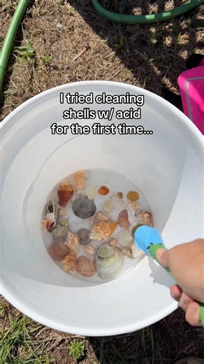 Cleaning Seashells🫪⬆️ #seashells #beachlife #seashellart #beachvibes #beachaesthetic