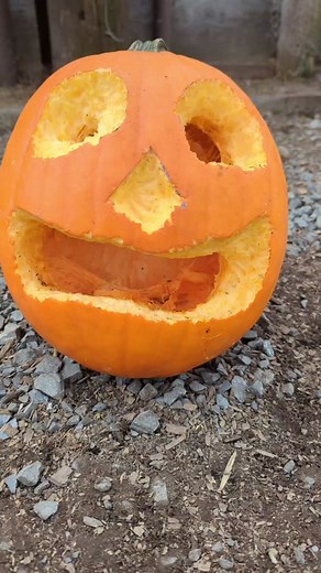 Getting chickens to carve your pumpkins is easy and they love it! Just draw anything you want and take the skin off, that's it! They will do the rest! Come back for part 2 and see the winner! #modernhomestead #homesteading #homestead #diy #chickens #pumpkins #chickenscarvingpumpkins