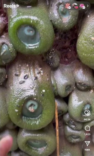 What Happens When You Touch It 😳 #kermit #reaction #comedy #funny #funnyshorts