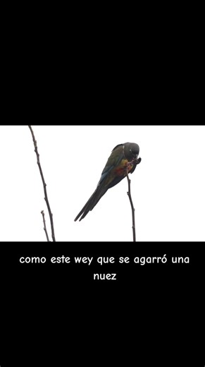 El Loro Tricahue o Loro Barranquero (𝘊𝘺𝘢𝘯𝘰𝘭𝘪𝘴𝘦𝘶𝘴 𝘱𝘢𝘵𝘢𝘨𝘰𝘯𝘶𝘴), es uno de los loros endémicos chilenos de mayor tamaño, fácil de identificar por su plumaje de vistosos colores, un abdomen con centro anaranjado y larga cola. Sus bandadas son fácilmente escuchadas a lo lejos. Según la real academia, el nombre Tricahue proviene del mapudungun 𝘛𝘶𝘬𝘢𝘶, que significa Loro grande.#aves #birdwatching #chile #loro #birds #reel