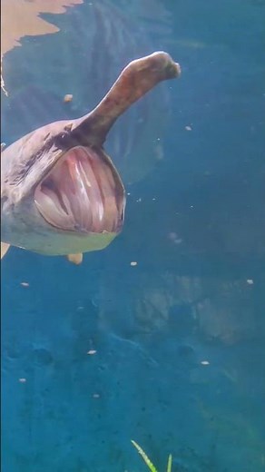 Huge mouth of paddlefish. Endangered American Paddlefish. #paddlefish #endangeredspecies #fish