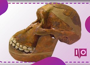 Ancestors and their perfectly aligned teeth: understand this evolutionary enigma