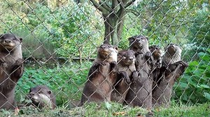 Funny cute baby otters | Otter