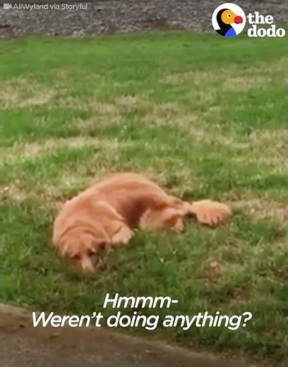 Sneaky Dog Tries To Pretend He Wasn't Digging