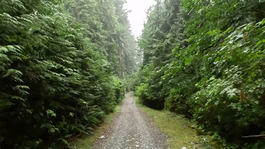 【放松解压】4K 25fps加拿大温哥华夏日雨季徒步穿越森林公园