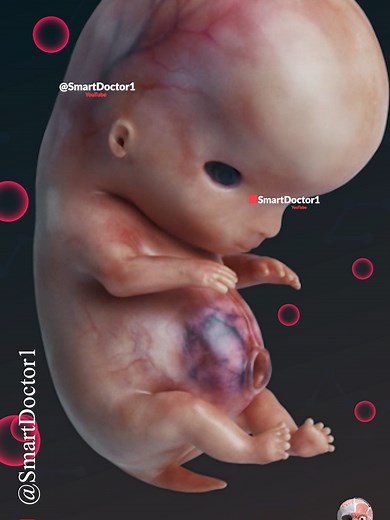 Fetal Development Explained: 5 Stages of Growth for Your Baby