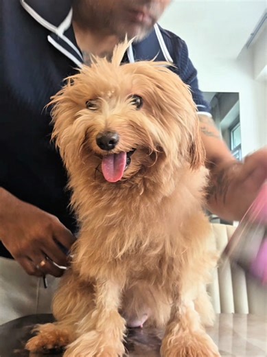 Hygia Pets Cologne: Fresh Scents for Your Beloved Pets