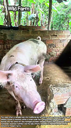 What Hungry Pigs Eat on a Real Farm #worker #process #pigfeed #eating #farm life