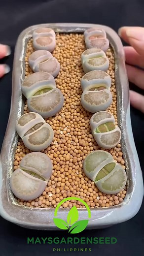 #plantito #plantita #shopeeph #lazadaph #philippines #succulents #lithops | Mays Urban Garden Seeds
