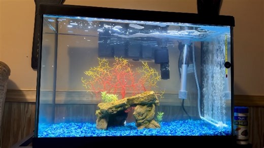 Watch Marina Aquarium - 20 gallon Fish Tank Kit on Amazon Live