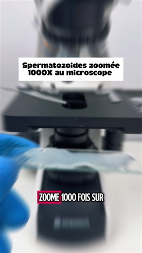 Voyage au cœur des spermatozoïdes au microscope