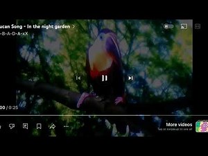 Toucan Song - In the night garden