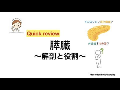 Pancreas | Anatomy and Roles - Exocrine and Endocrine Functions