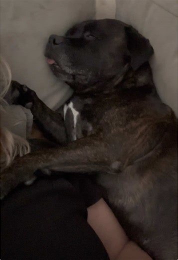 Understanding Staffy Breeds: A Complete Guide