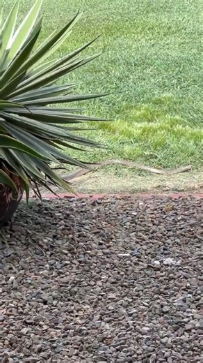 Brown Snake vs Guinea Fowl vs Rat! 🐍🐓🐀 Kelly McBride Video Watch this thrilling wildlife showdown! Kelly McBride captures the epic encounter between a brown snake, a guinea fowl, and a rat—nature at its most intense! 🌿✨ #WildlifeShowdown #NatureVsNature #BrownSnake #GuineaFowl #RatEncounter #KellyMcBride #AnimalKingdom #WildlifeVideo #EpicNatureMoments #NatureLovers | Wildlife With Stuart Mckenzie