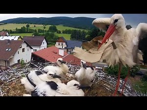 Čápi Mladé Buky | Vetešník Buky opět v akci :-) | "Junkstork" Buky in action again :-)