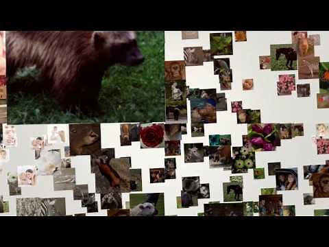 How to create a Photo mosaic Video