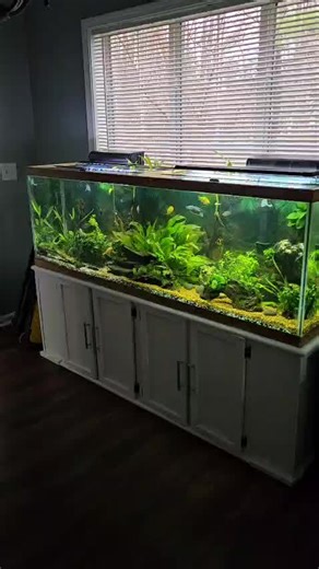 acuario comunitario plantado de 125 galones con 8 variedades de peces.