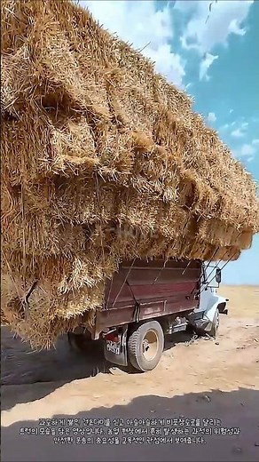 Truck precariously carrying a pile of hay #worker #process #farming #truck #safety