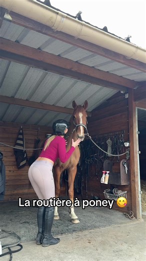 #cheval #cso #routiere