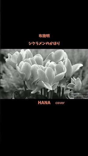 #シクラメンのかほり#布施明#小椋佳#中森明菜#島津亜矢#都はるみ#伊東ゆかり#昭和の名曲#懐メロ #懐かしの歌# 昭和の歌謡曲#神曲#名曲#歌ってみた#cover#shorts