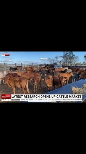 Cattle Australia | We said it once; we’ll say it again. Cattle producers are stewards of the land, working with companies like Climate Friendly to protect... | Instagram
