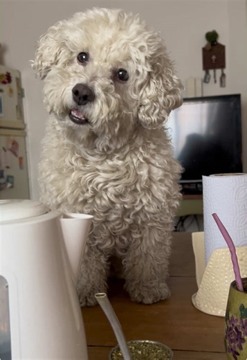 Diferencias entre Bichón Frisé y Caniche