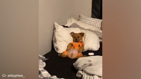 The laziest dogs who mastered the art of chilling out