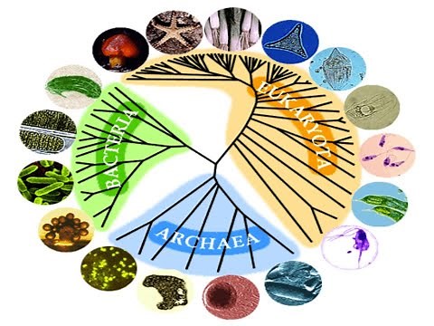 Gen Bio I Lesson 1: Basics of Biology