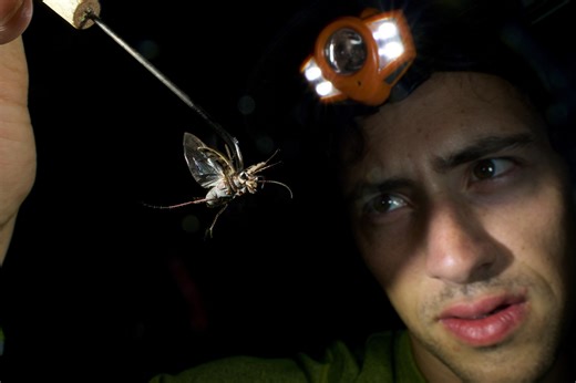 Tiger beetles fight off bat attacks with ultrasonic mimicry