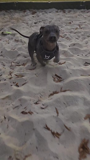 Toads first time in sand, and I think it was a success. How many votes for making him his own at home lol | Toad's Adventures
