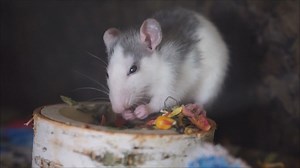The Best Food for Pet Rats: A Nutritional Guide